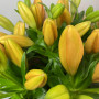 7 оранжевых лилий фото 2